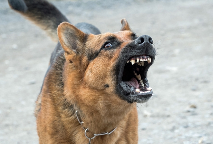 Hunde Verhaltenstraining